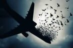 دادخواهی جانباختگان هواپیما اکراینی به کجا رسید